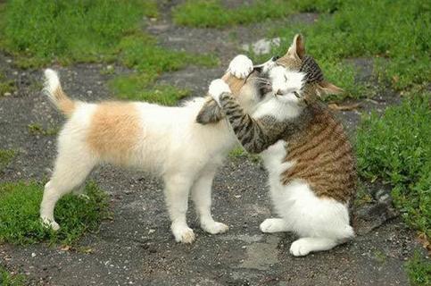 un chat prend le chien dans ses pattes pour un calin