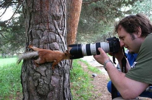 Ecureuil curieux regarde dans l objectif d un appareil photo 