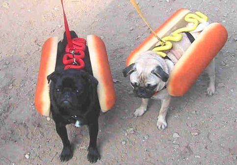 Chiens habillés en Hot-Dog