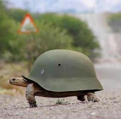 tortue avec un casque de l armee