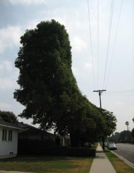 arbre taillé sur mesure