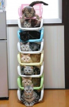 rangement de chats