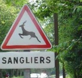 Sangliers ou cerfs, il faut choisir