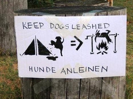 Chiens en camping