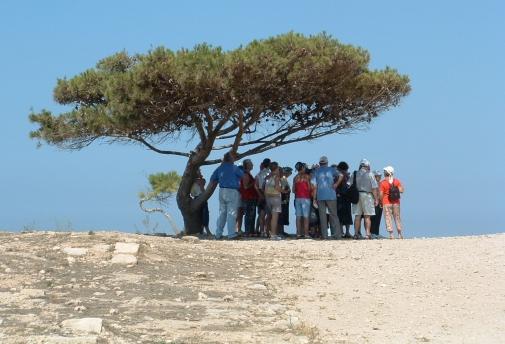 un seul arbre en plein désert