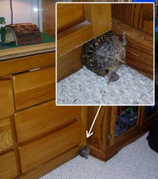 Une tortue dans un trou de souris