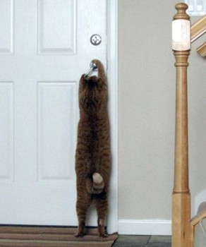 chat qui sait ouvrir une porte