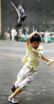 un oiseau attaque un enfant