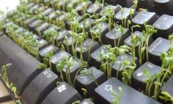 herbe qui pousse sur un clavier