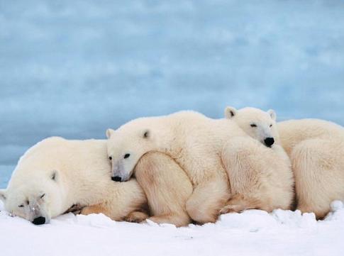 trois ours polaires se tiennent chaud