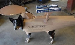 Chien déguisé en USS Enterprise