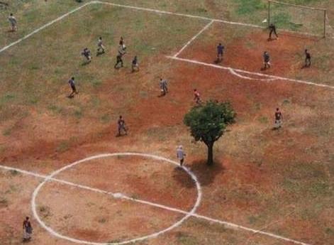 un arbre au milieu du terrain de foot