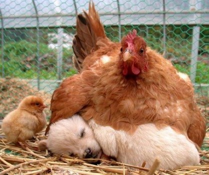 Une poule couve un chiot