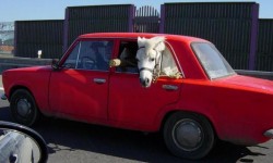 un cheval dans une voiture rouge