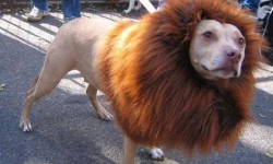 un chien déguisé en lion pour Mardi Gras