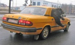 un ours dans un taxi jaune