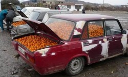 Des voitures d'oranges