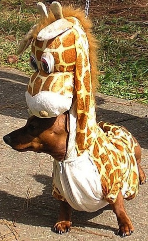 Un chien déguisé en girafe