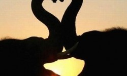 Deux éléphants à la Saint-Valentin