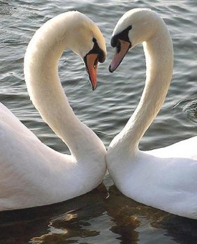 Deux cygnes qui forment un coeur