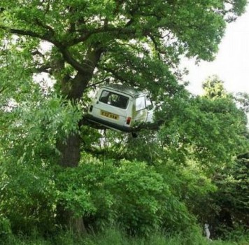 Un remake du film Sur un arbre perché