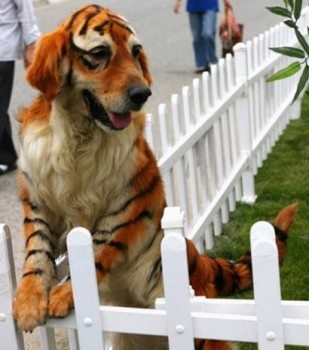 Un chien déguisé en tigre pour Mardi Gras