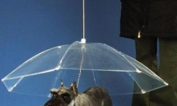 Un parapluie pour chien !