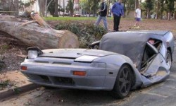 voiture écrasé par un arbre