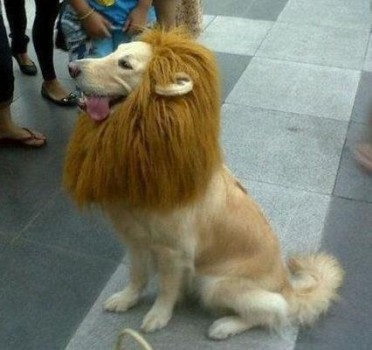 Un chien déguisé en lion