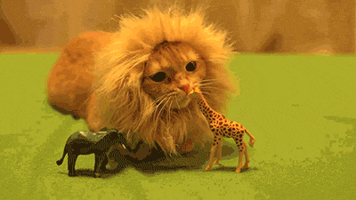 Un chat lion mange une girafe