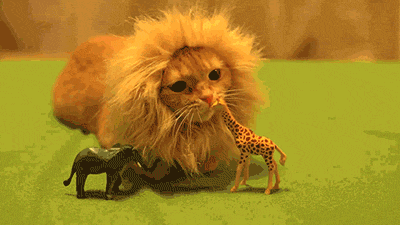 Un chat lion mange une girafe Un chat lion mange une girafe