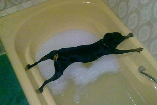 un-chien-qui-ne-veut-pas-prendre-son-bain