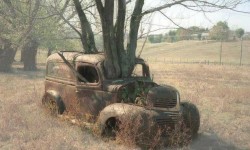 Un arbre à l'intérieure de la voiture