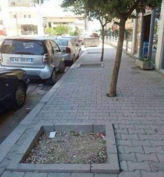 Des arbres mal placés