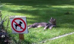 pelouse pour les chats, interdit aux chiens ;)