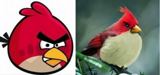 Red d'Angry Brids in real life