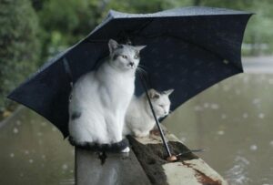 les chats n'aiment pas l'eau, la preuve