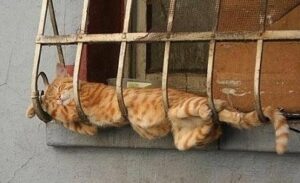chat équilibriste qui fait la sieste en cachette